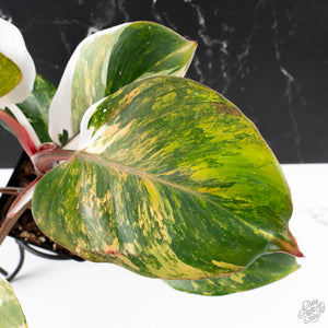 Philodendron Erubescens 'White Knight Aurea' (wk38-L159)