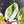 Philodendron Erubescens 'White Knight Aurea' (wk38-L159)