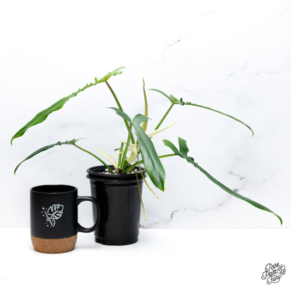 Philodendron 'Belle Isle' (wk43-G)