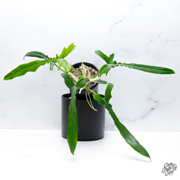 Philodendron 'Belle Isle' (wk43-G)