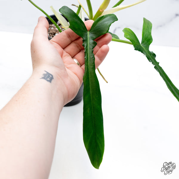 Philodendron 'Belle Isle' (wk43-G)