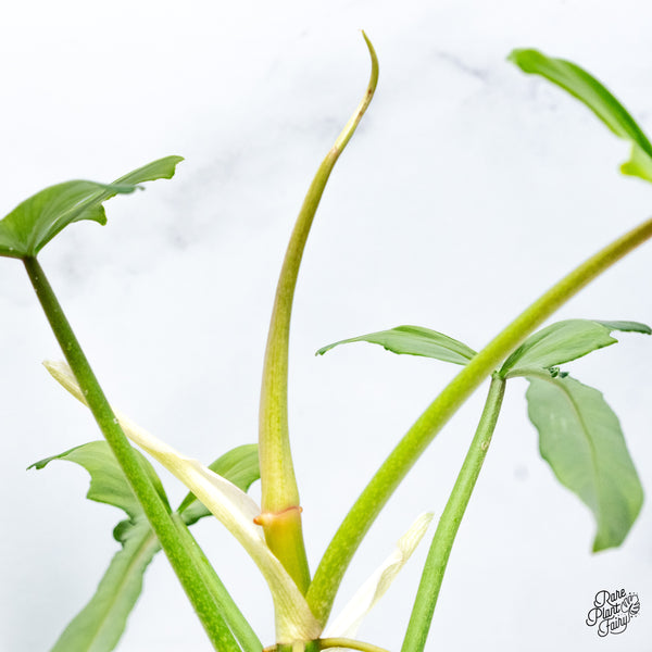 Philodendron 'Belle Isle' (wk43-G)