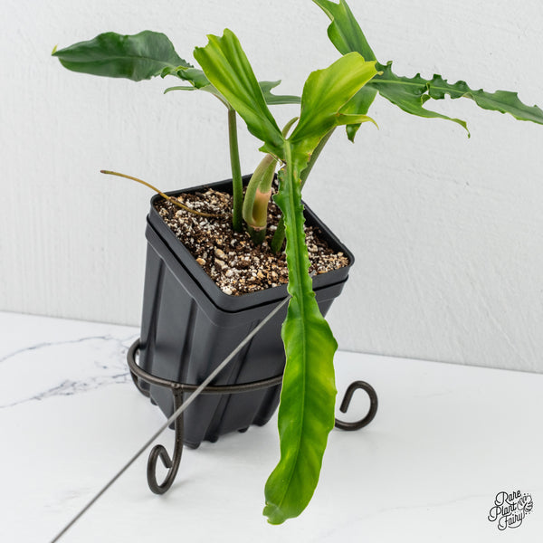 Philodendron 'Belle Isle' (wk3-H)