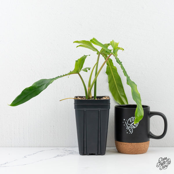 Philodendron 'Belle Isle' (wk3-H)