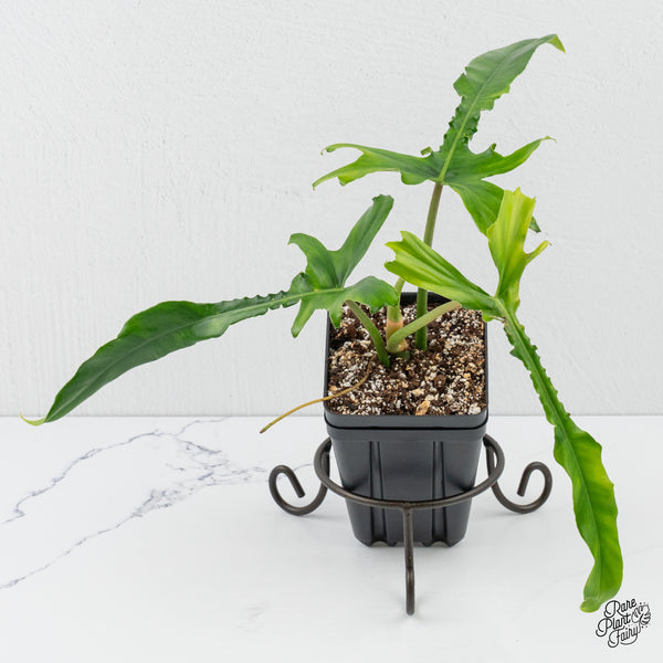 Philodendron 'Belle Isle' (wk3-H)