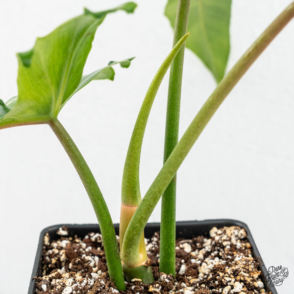 Philodendron 'Belle Isle' (wk3-H)