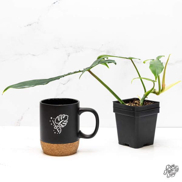 Philodendron 'Belle Isle' (wk6-J)