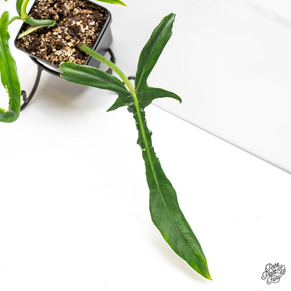 Philodendron 'Belle Isle' (wk6-J)