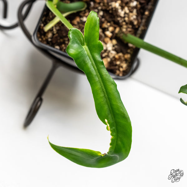 Philodendron 'Belle Isle' (wk6-J)