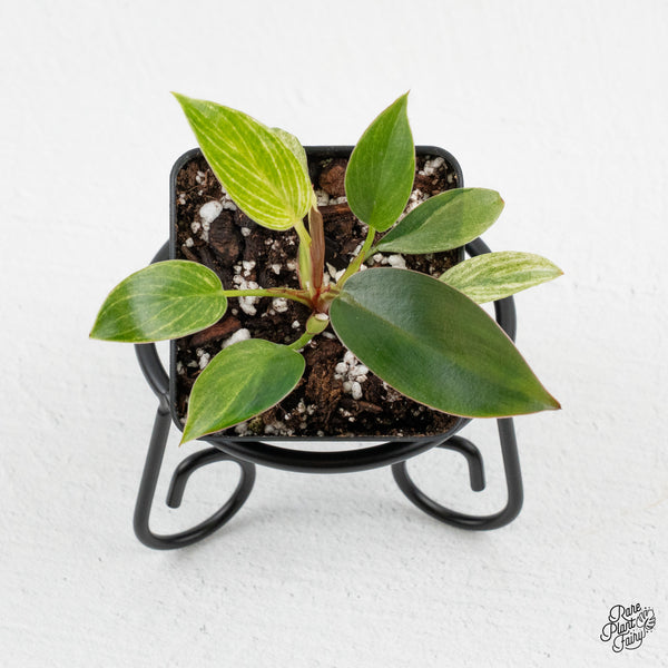 Philodendron 'Birkin' Aurea Variegated (wk48-H)