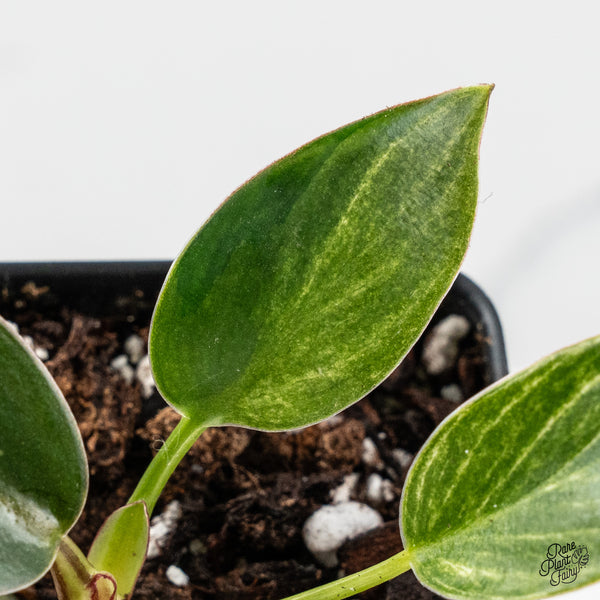 Philodendron 'Birkin' Aurea Variegated (wk48-H)
