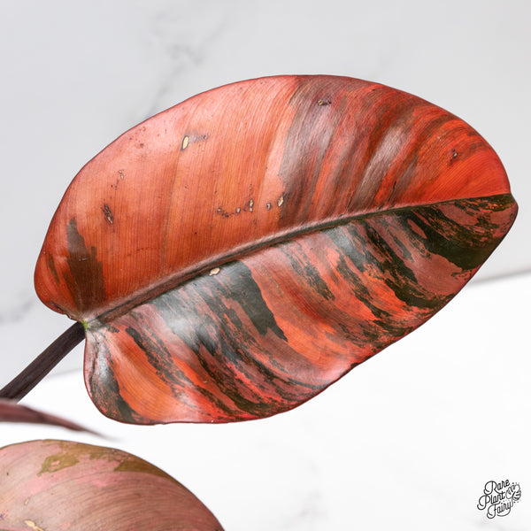 Philodendron 'Black Cardinal' No. 1 Variegated (wk47-UK)