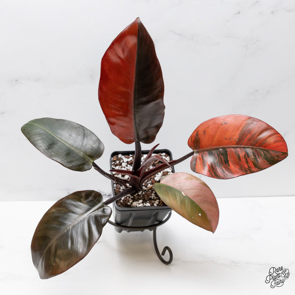 Philodendron 'Black Cardinal' No. 1 Variegated (wk47-UK)