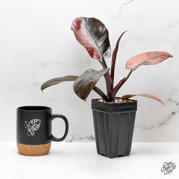 Philodendron 'Black Cardinal' No. 1 Variegated (wk47-UK)