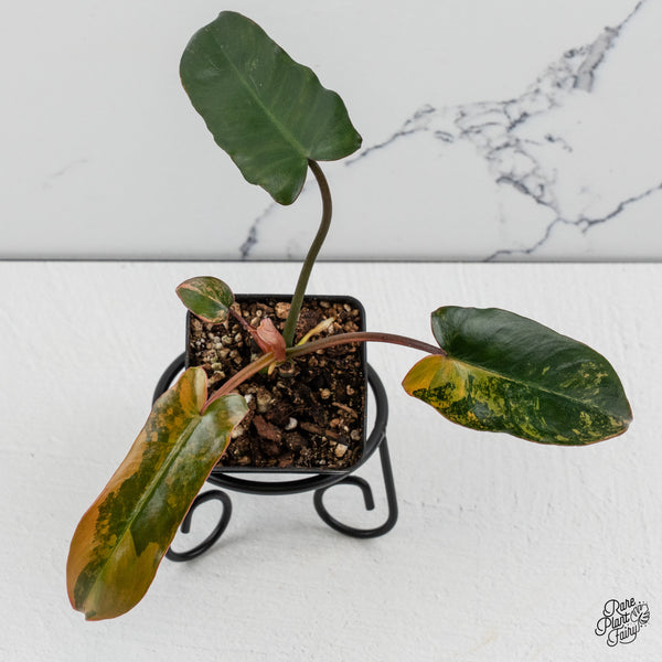 Philodendron 'Brown Beauty' ('Black Billietiae' x 'Florida Beauty') (wk48-F)