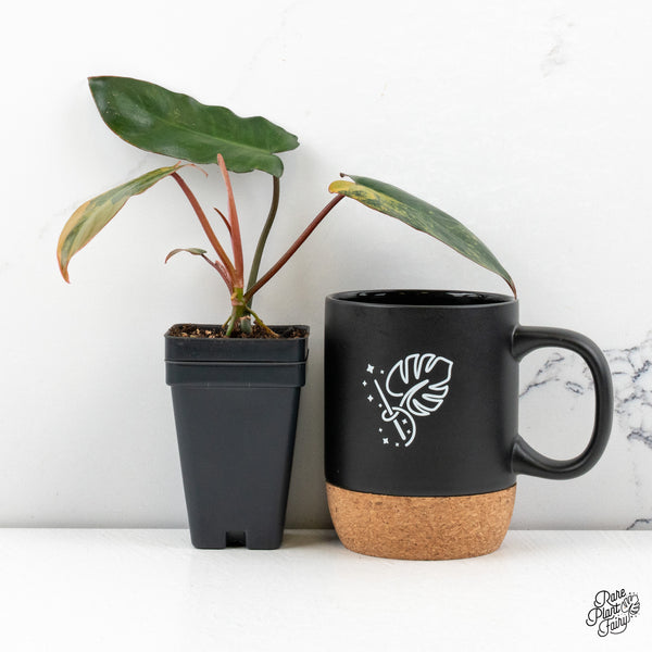 Philodendron 'Brown Beauty' ('Black Billietiae' x 'Florida Beauty') (wk48-F)