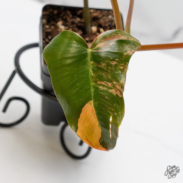 Philodendron 'Brown Beauty' ('Black Billietiae' x 'Florida Beauty') (wk49-H)