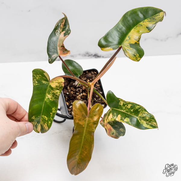 Philodendron 'Brown Beauty' ('Black Billietiae' x 'Florida Beauty') (wk51-M)