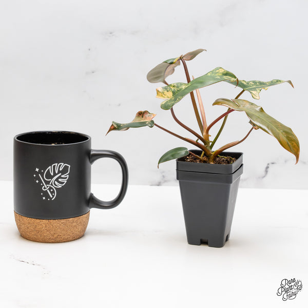 Philodendron 'Brown Beauty' ('Black Billietiae' x 'Florida Beauty') (wk51-M)