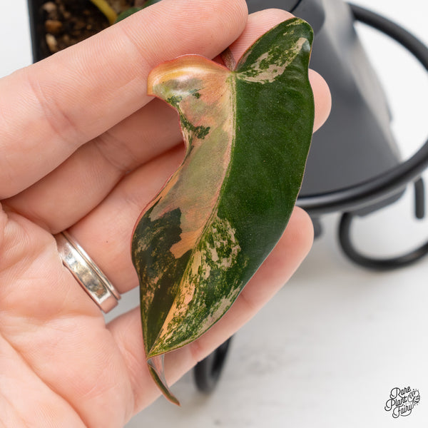 Philodendron 'Brown Beauty' ('Black Billietiae' x 'Florida Beauty') (wk51-M)