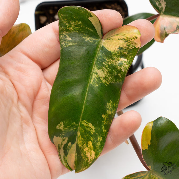 Philodendron 'Brown Beauty' ('Black Billietiae' x 'Florida Beauty') (wk51-M)