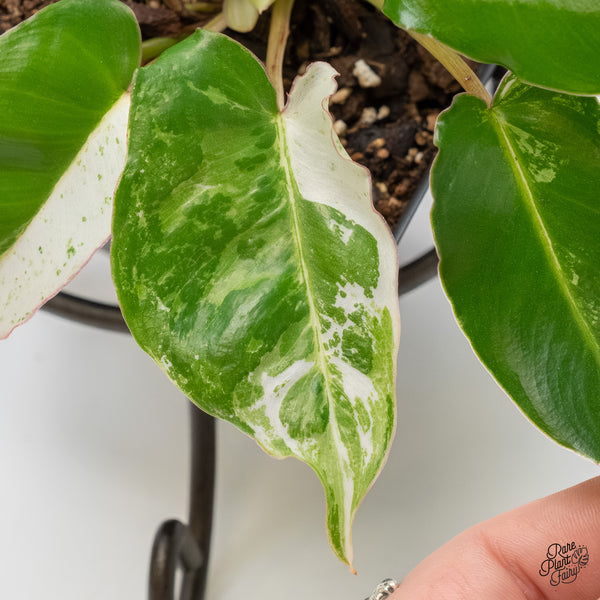 Philodendron 'Burle Marx Snow’ (wk6-F)