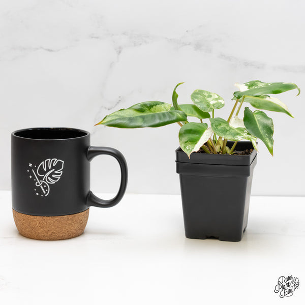 Philodendron 'Burle Marx Snow’ (wk6-F)