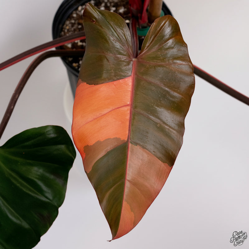 Philodendron 'Dark Lord' Pink Variegated (wk33-U19)