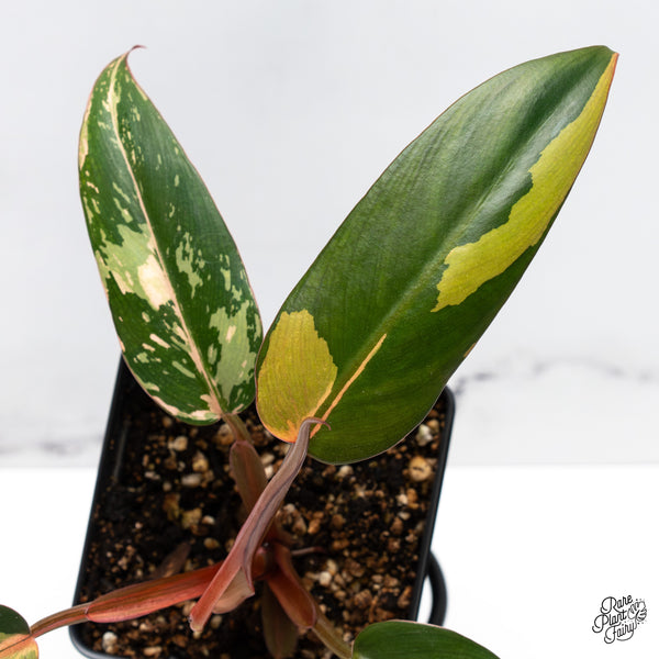 Philodendron 'Dark Lord' Variegated (wk45-R)