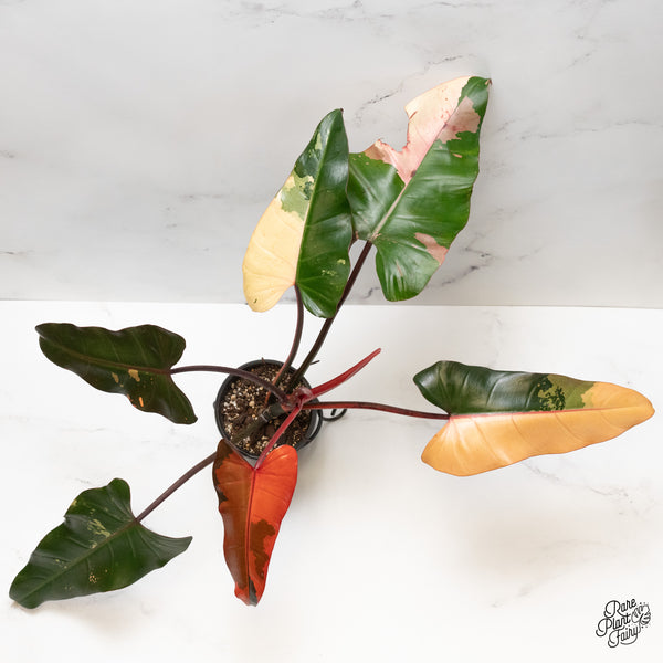 Philodendron 'Dark Lord' Variegated (wk49-UO)