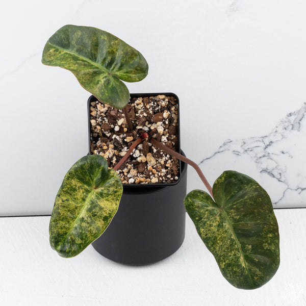 Philodendron 'El Choco Red' x billietiae variegated (wk30-K)