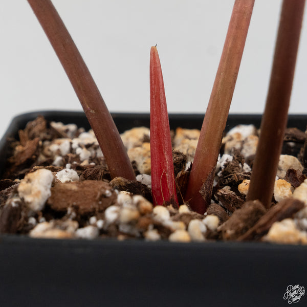 Philodendron 'El Choco Red' x billietiae variegated (wk30-K)