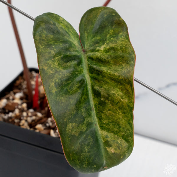 Philodendron 'El Choco Red' x billietiae variegated (wk30-K)