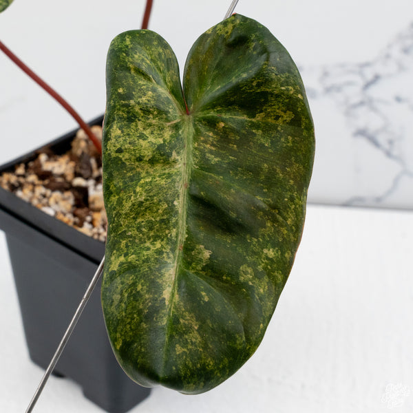 Philodendron 'El Choco Red' x billietiae variegated (wk30-K)