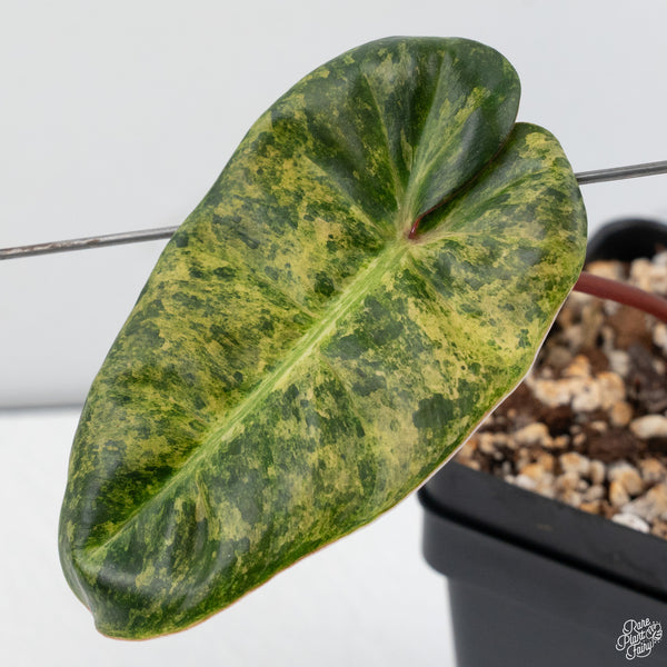 Philodendron 'El Choco Red' x billietiae variegated (wk30-K)