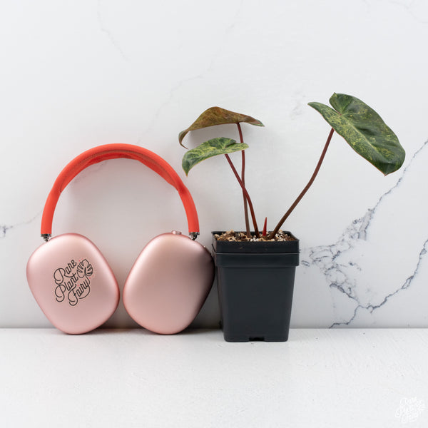 Philodendron 'El Choco Red' x billietiae variegated (wk30-K)