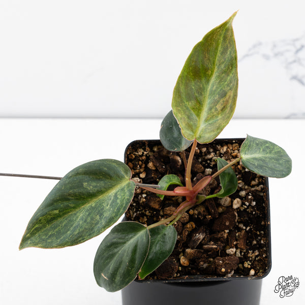 Philodendron 'El Choco Red' x Billietiae Variegated (wk42-R)