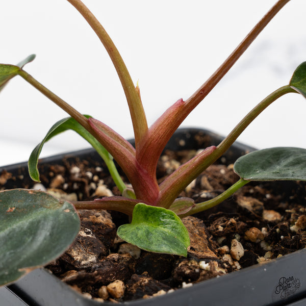 Philodendron 'El Choco Red' x Billietiae Variegated (wk42-R)