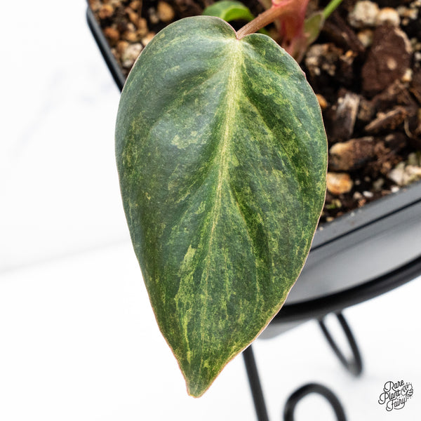 Philodendron 'El Choco Red' x Billietiae Variegated (wk42-R)
