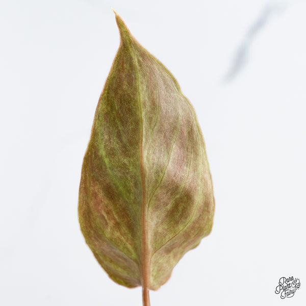 Philodendron 'El Choco Red' x Billietiae Variegated (wk42-R)