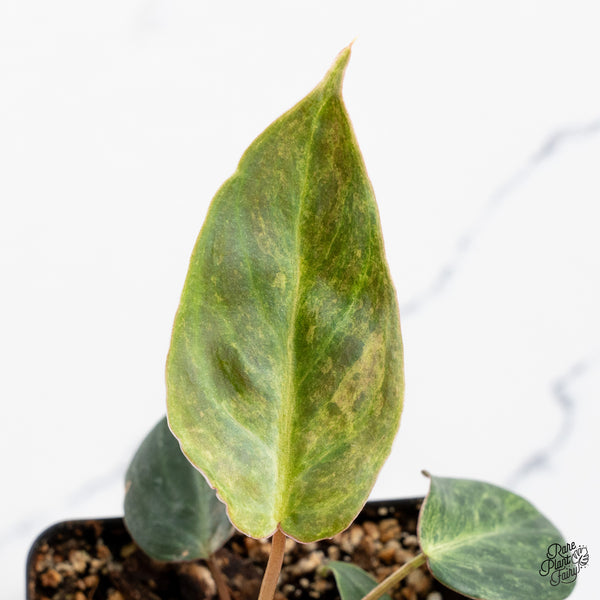 Philodendron 'El Choco Red' x Billietiae Variegated (wk42-R)