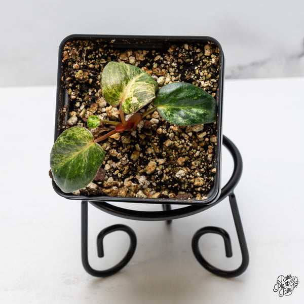 Philodendron 'El Choco Red' x 'Billietiae' Variegated (wk45-AB)