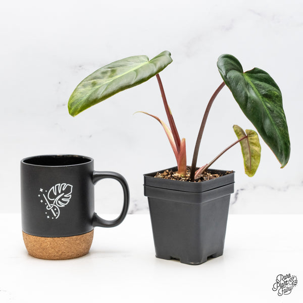 Philodendron 'El Choco Red' x 'Billietiae' Variegated (wk49-D)