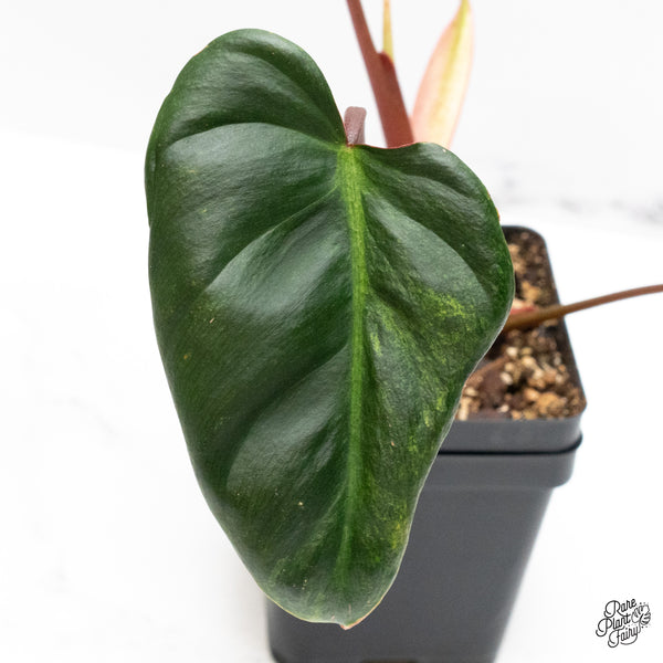 Philodendron 'El Choco Red' x 'Billietiae' Variegated (wk49-D)