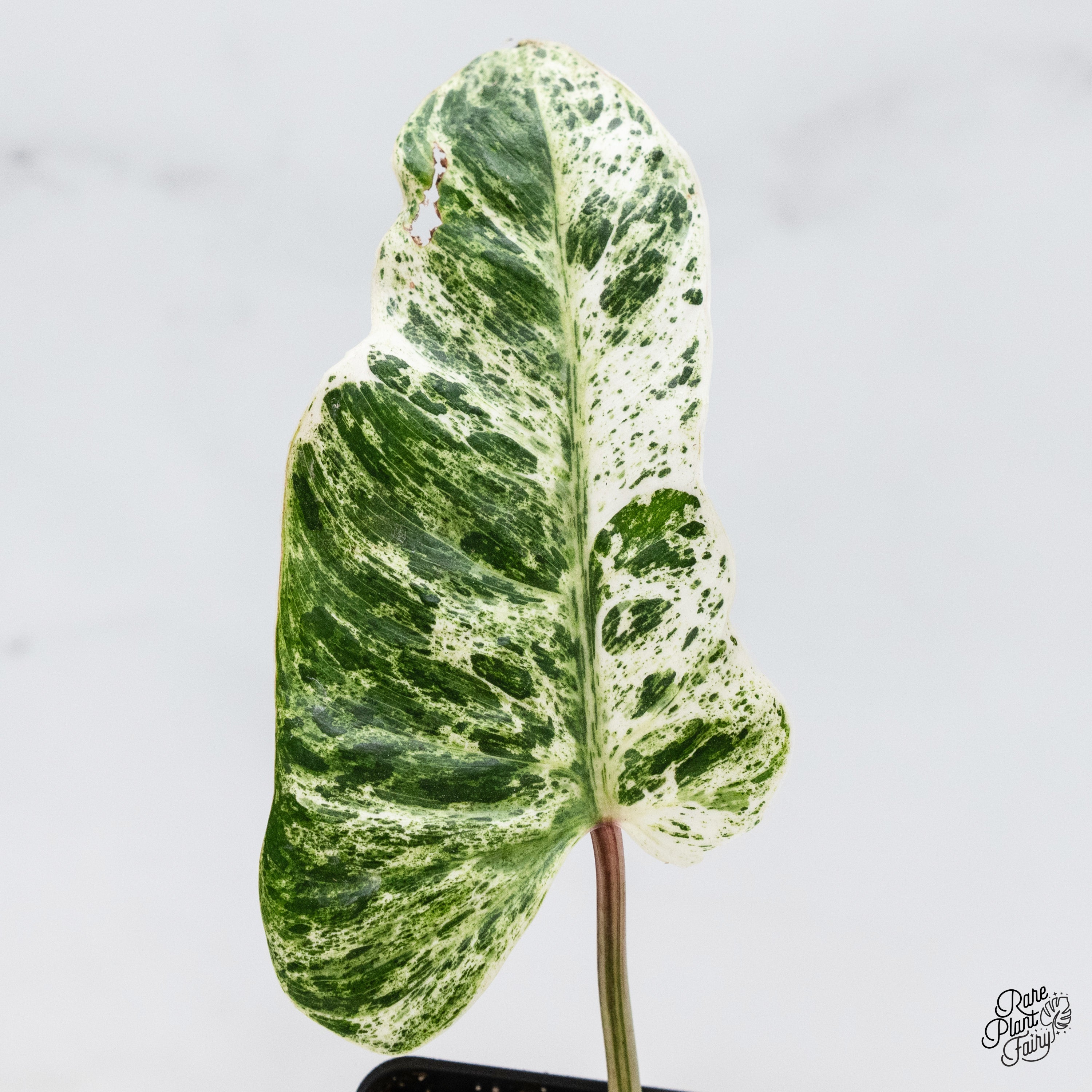 Philodendron_EmeraldIce_2025-