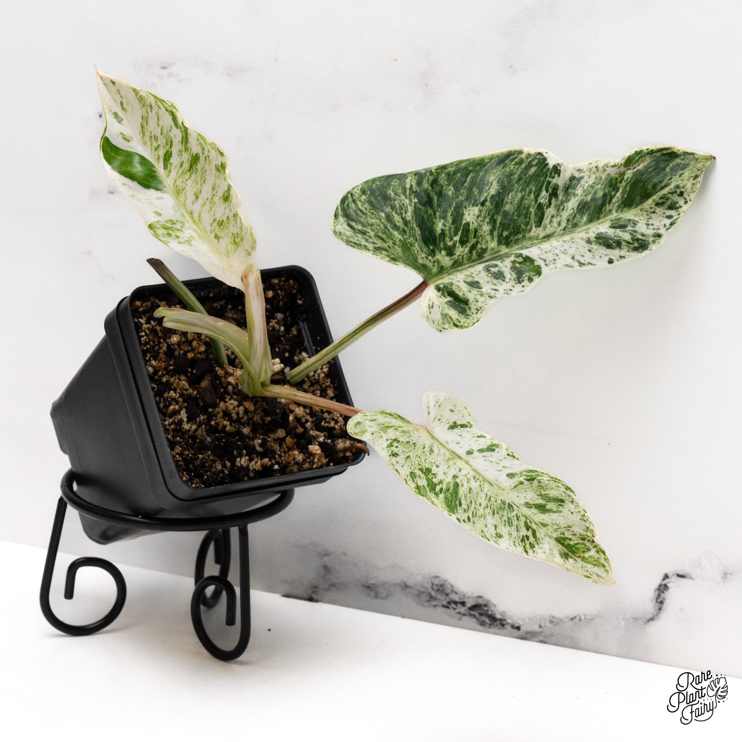 Philodendron 'Emerald Ice' (wk40-E) – Rare Plant Fairy