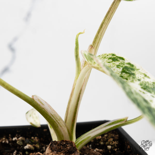 Philodendron 'Emerald Ice' (wk47-J)