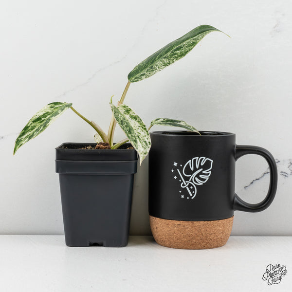 Philodendron 'Emerald Ice' (wk47-J)