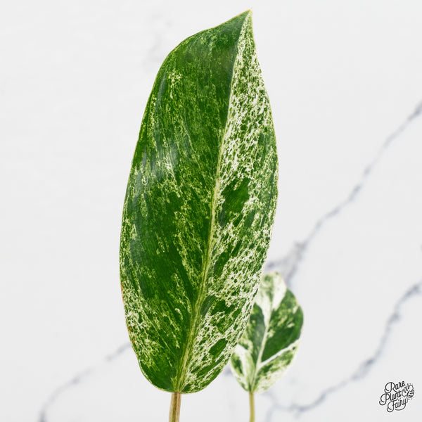 Philodendron 'Emerald Ice' (wk47-J)