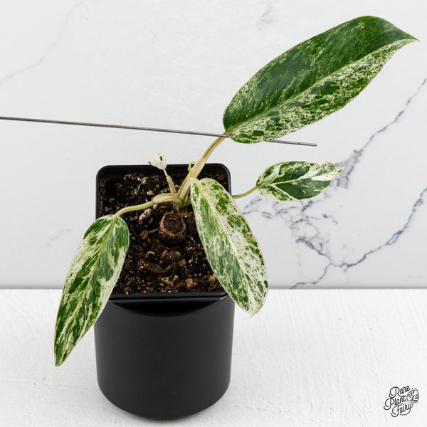 Philodendron 'Emerald Ice' (wk47-J)